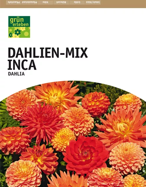 Dahlien-Mix Inca