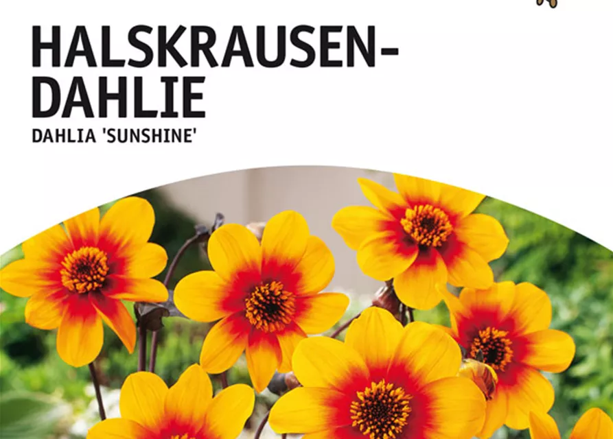 Halskrausen-Dahlie