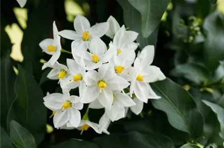 WEISSE PFLANZIDEEN