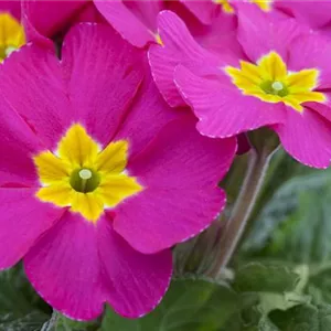 PRIMELN - EINPFLANZEN IM GARTEN PRIMELN - EINPFLANZEN IM GARTEN