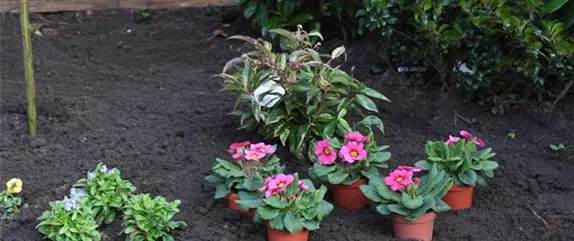 PRIMELN - EINPFLANZEN IM GARTEN PRIMELN - EINPFLANZEN IM GARTEN
