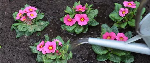 PRIMELN - EINPFLANZEN IM GARTEN PRIMELN - EINPFLANZEN IM GARTEN