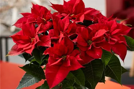 WIE GEHT... WEIHNACHTSSTERN PFLEGEN?