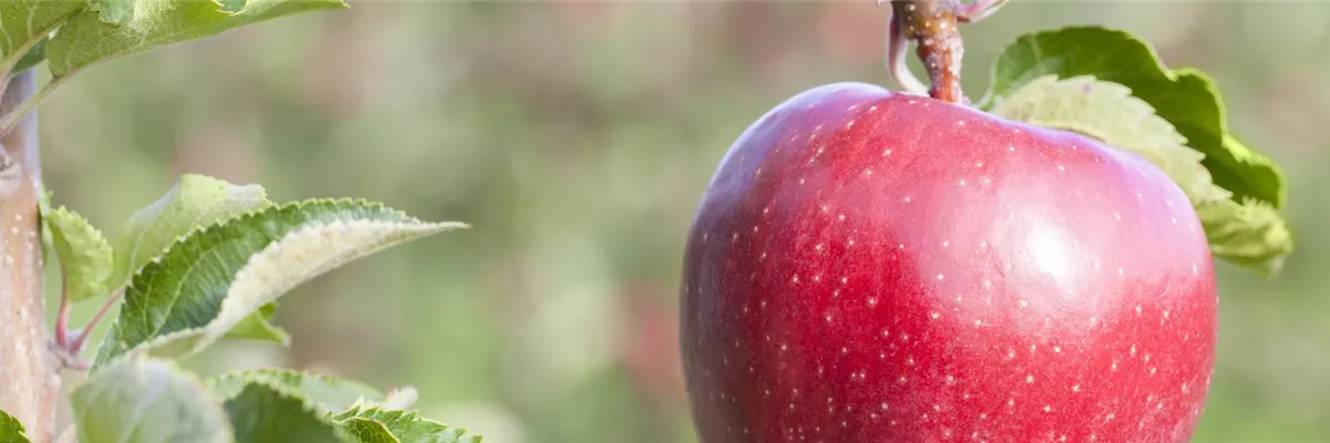 Obstbäume schneiden