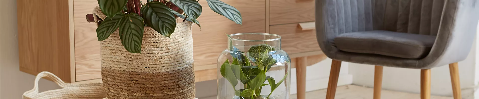 RAUMKLIMA MIT ZIMMERPFLANZEN!