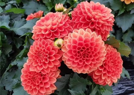 Dahlie