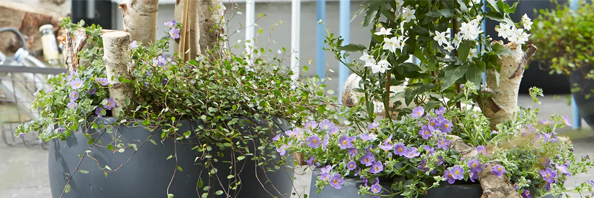 AUF DIE PLäTZE, PFLANZEN, LOS!