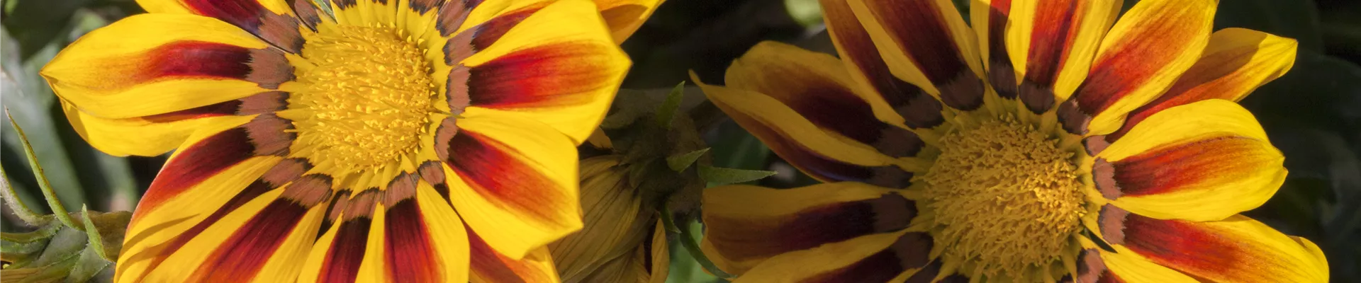 Gazania rigens 'Daybreak Red Stripe F1'