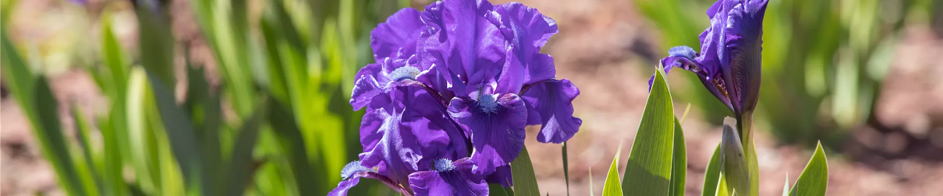Iris barbata-nana