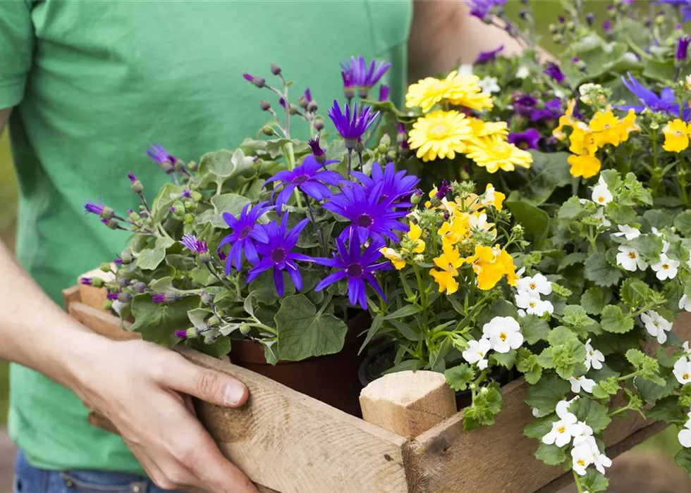Google Street View Rundgang - Gartencenter Braun! Google Street View Rundgang - Gartencenter Braun!