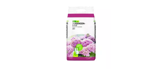 PFLANZE DES MONATS MÄRZ: ZIMMER-HORTENSIE