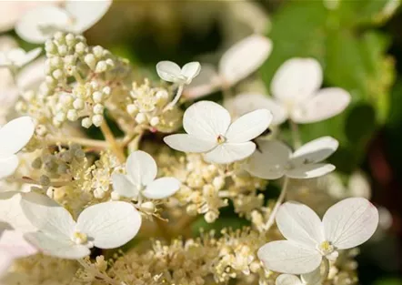 Rispenhortensie