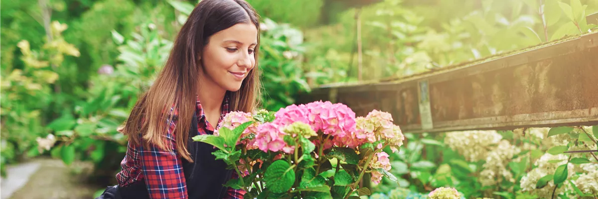 DIE SCHöNSTEN HORTENSIEN & BEGLEITER.