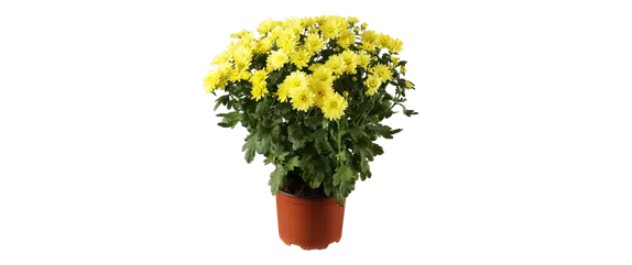 EIN KUNTERBUNTER HERBST!