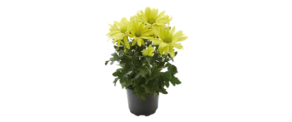 EIN KUNTERBUNTER HERBST!