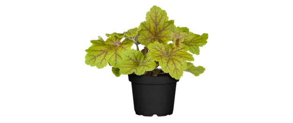 EIN KUNTERBUNTER HERBST!