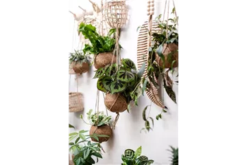 HäNGENDE ZIMMERPFLANZEN!