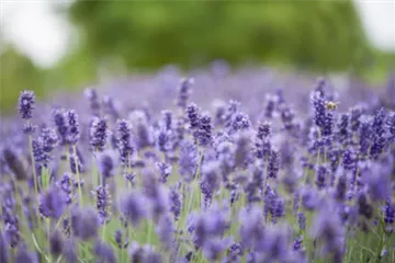 PFLANZE DES MONATS JUNI: LAVENDEL