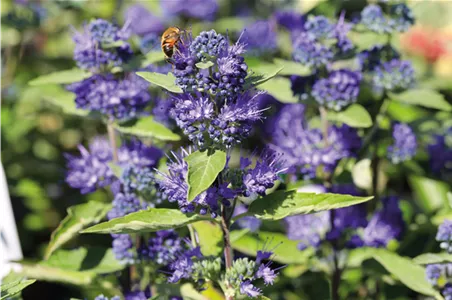 PFLANZE DES MONATS AUGUST: BARTBLUME