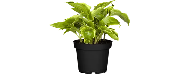 MODERNE ELEGANZ IM GARTEN!