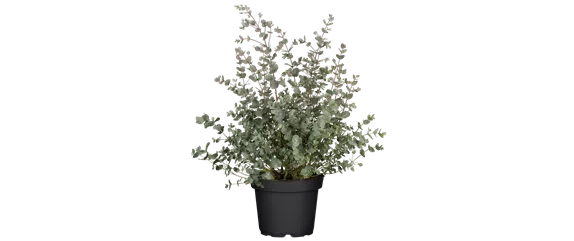 MODERNE ELEGANZ IM GARTEN!