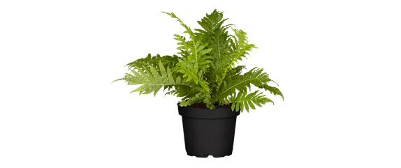 MODERNE ELEGANZ IM GARTEN!