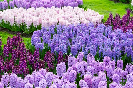 JETZT PFLANZEN, SPäTER STAUNEN! JETZT PFLANZEN, SPäTER STAUNEN!