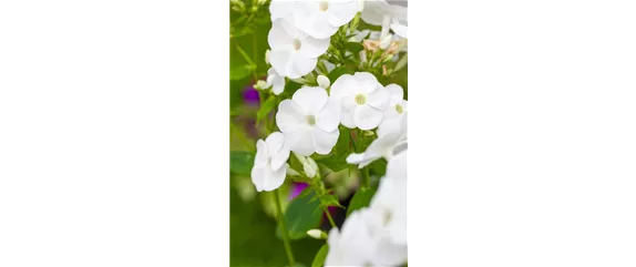 POLSTERPHLOX