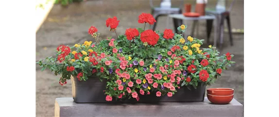 SOMMER PFLANZEN!