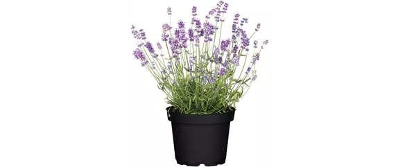 ELEGANTER ROSENGARTEN! 