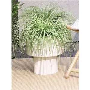 NATÜRLICH SCHÖN! GRÄSER FÜR EIN STILVOLLES GARTENAMBIENTE. 