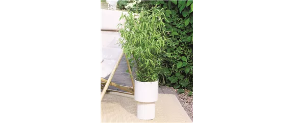 NATÜRLICH SCHÖN! GRÄSER FÜR EIN STILVOLLES GARTENAMBIENTE. 
