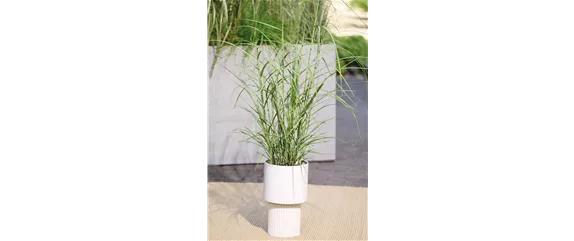 NATÜRLICH SCHÖN! GRÄSER FÜR EIN STILVOLLES GARTENAMBIENTE. 